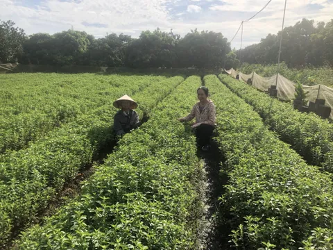 BIOVIET đã Huy động 2.3 tỷ đồng xây dựng vùng nguyên liệu dược liệu đạt chuẩn của Bioviet