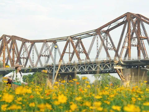 Lạc Giữa Đồng Hoa Cúc Rực Rỡ Một Góc Cầu Long Biên